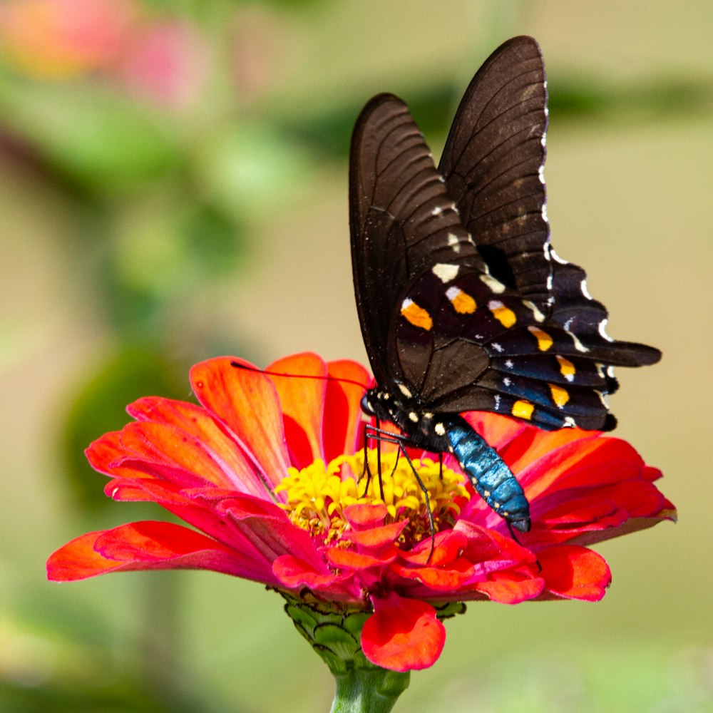 borboleta preta e branca na flor vermelha