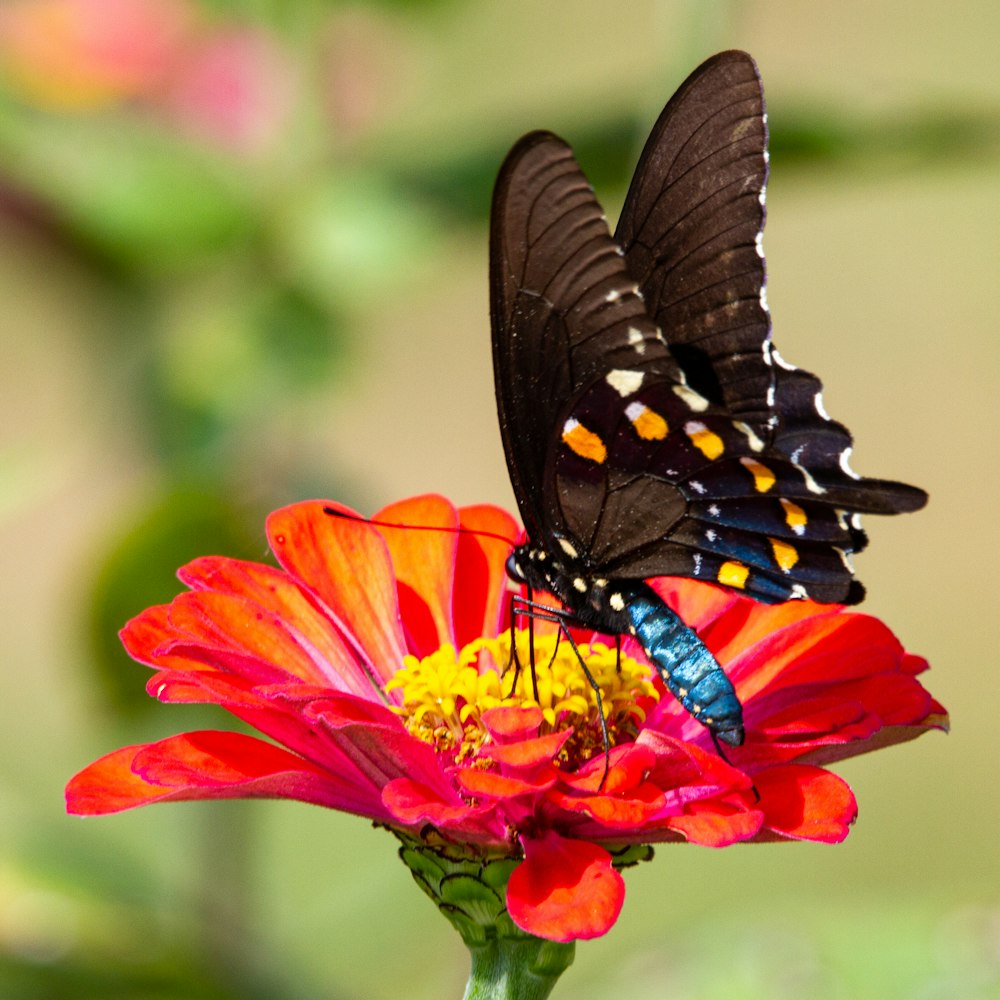 black and white butterfly on red flower