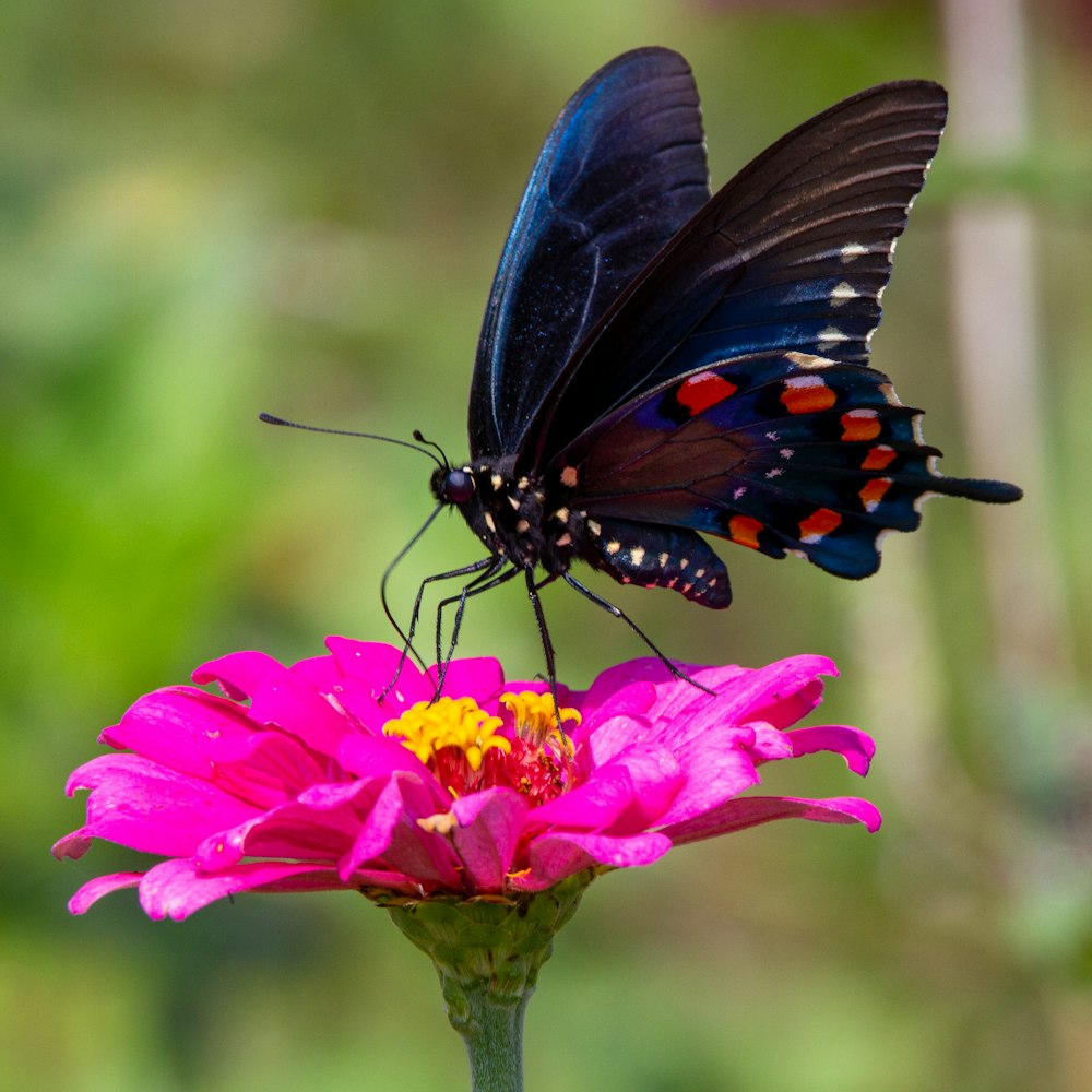 昼間のピンクの花に黒と青の蝶