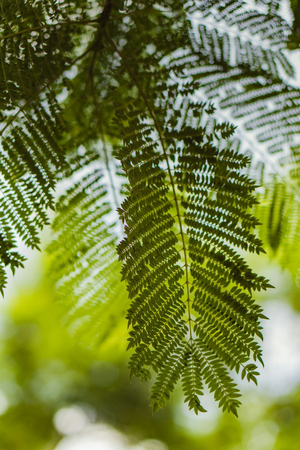 green fern plant in close up photography