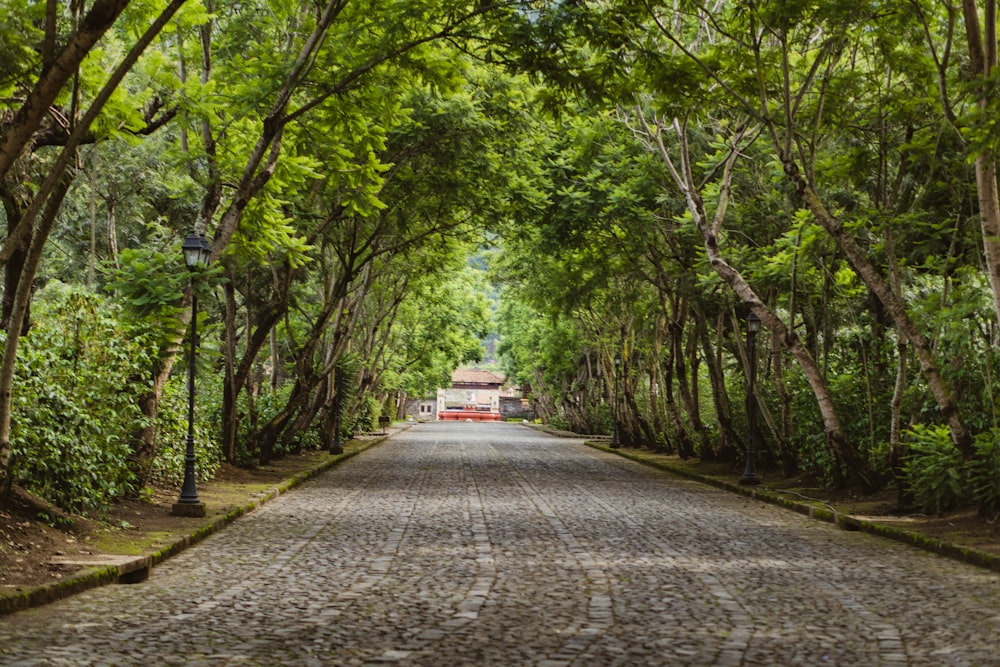 gray concrete road between green trees during daytime