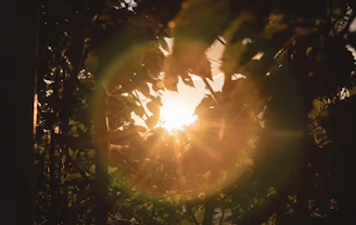 sun rays coming through green leaves