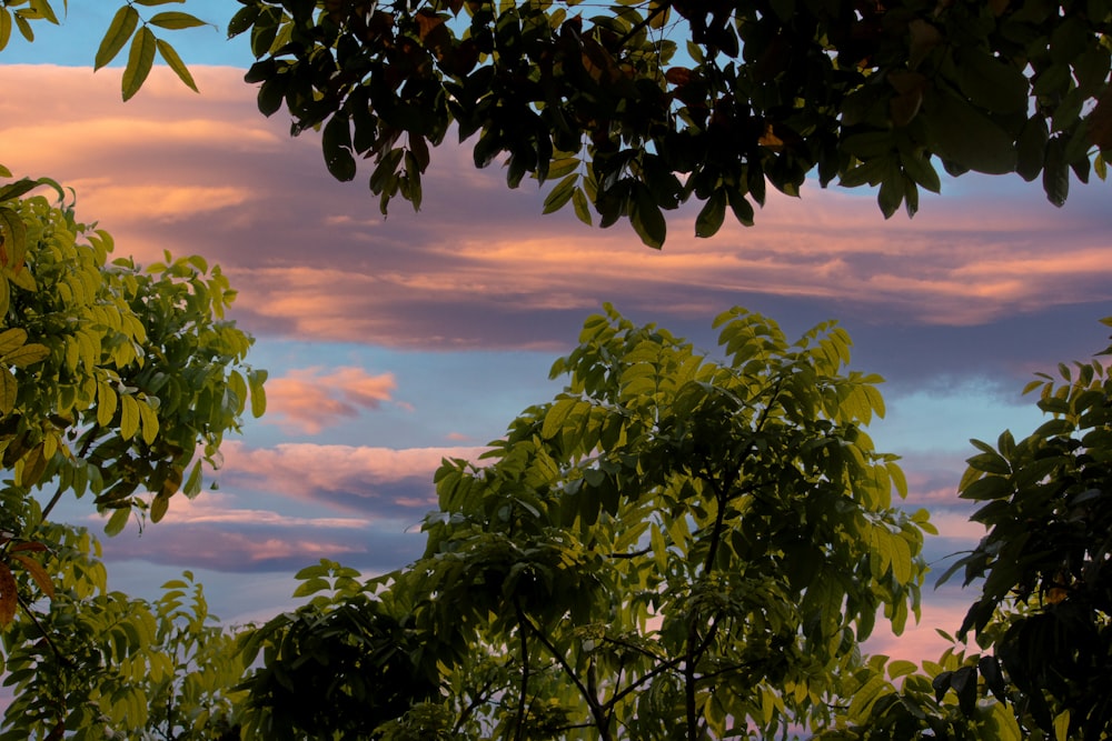 green leaves under cloudy sky during daytime