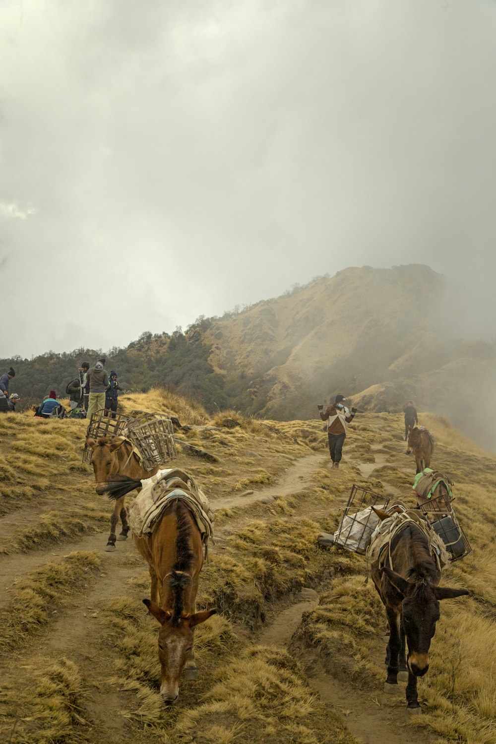 people riding horses on green grass field during daytime