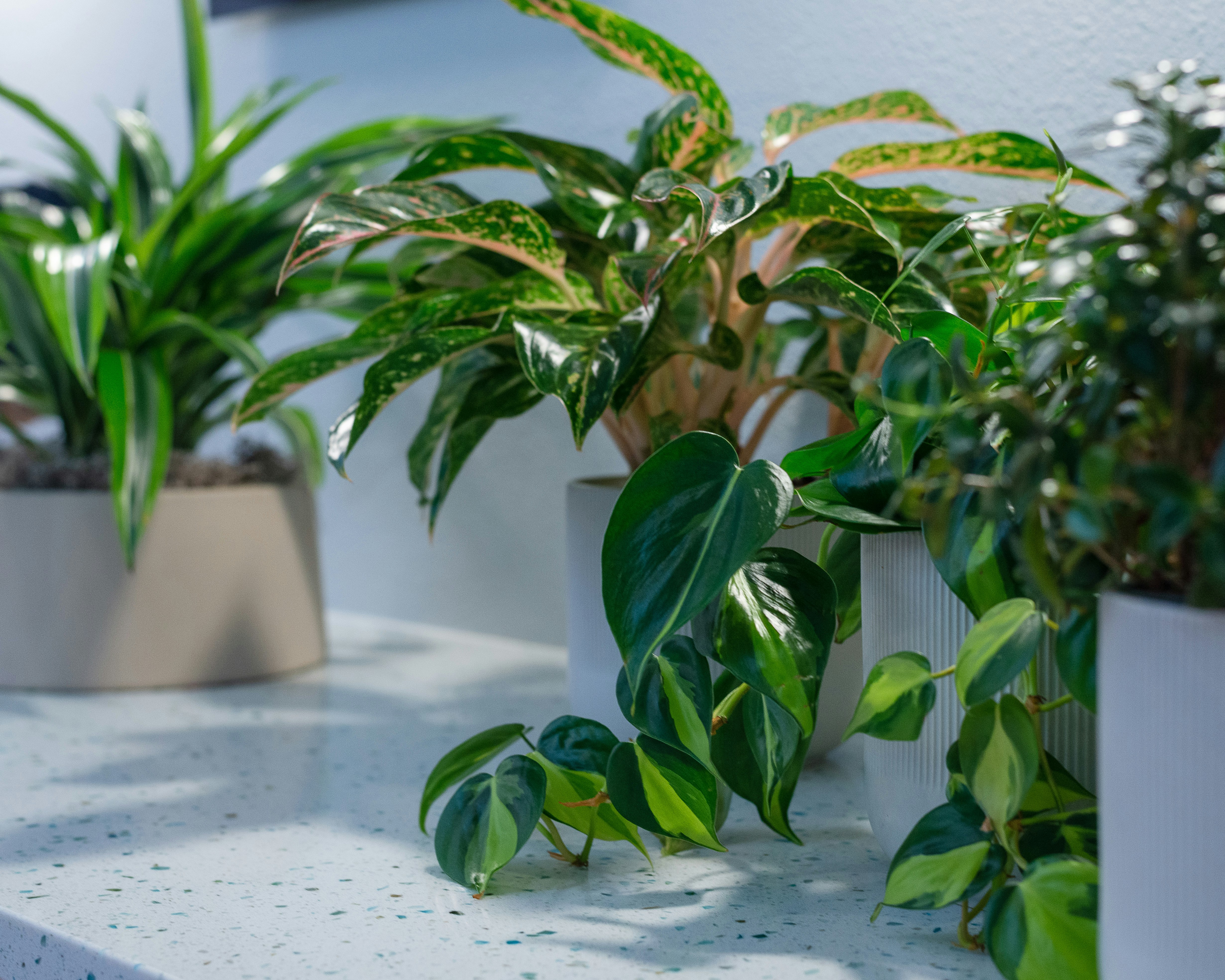 green plant on white pot