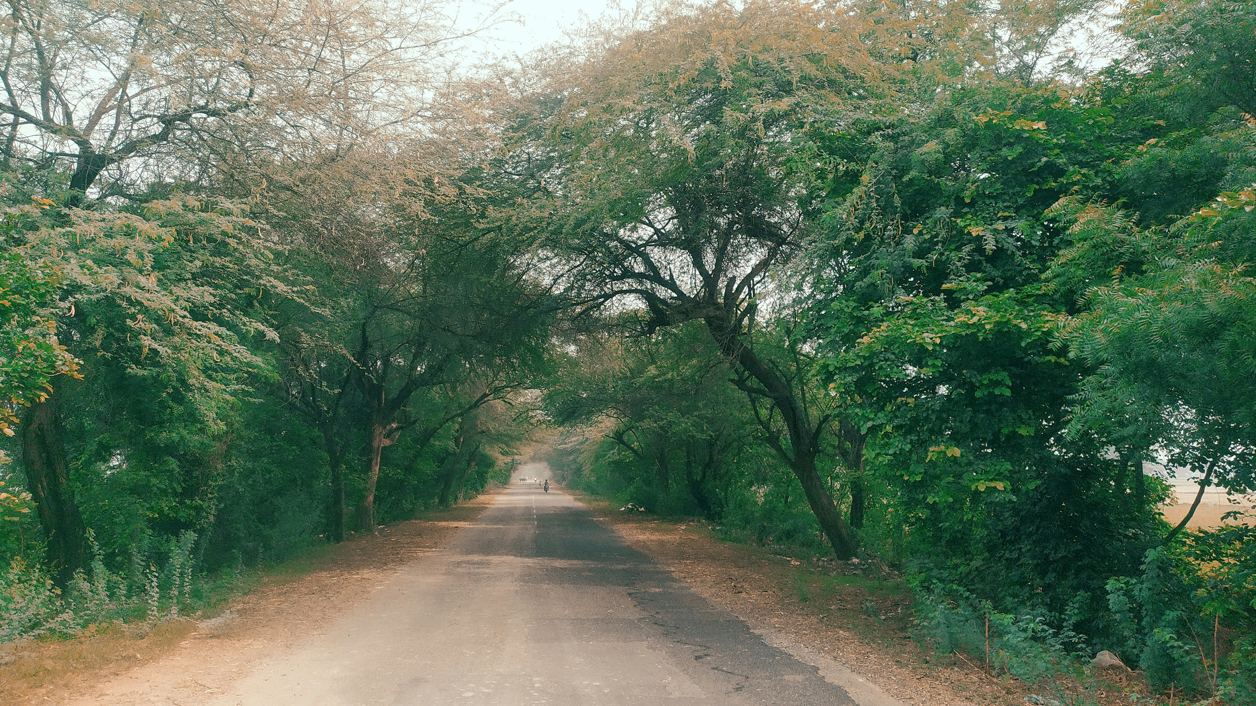 Photo by pandeyganesha