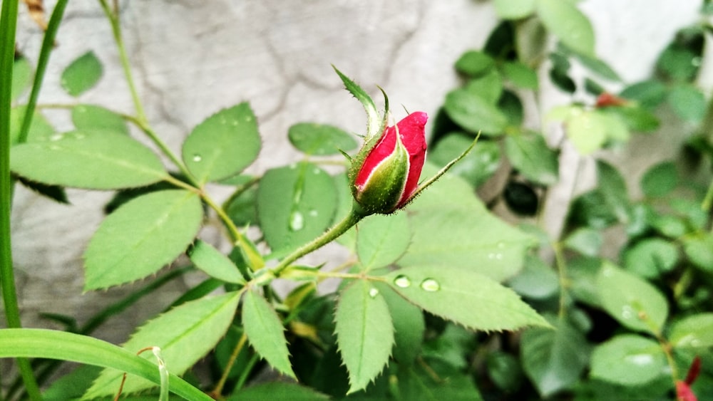 green plant with water droplets