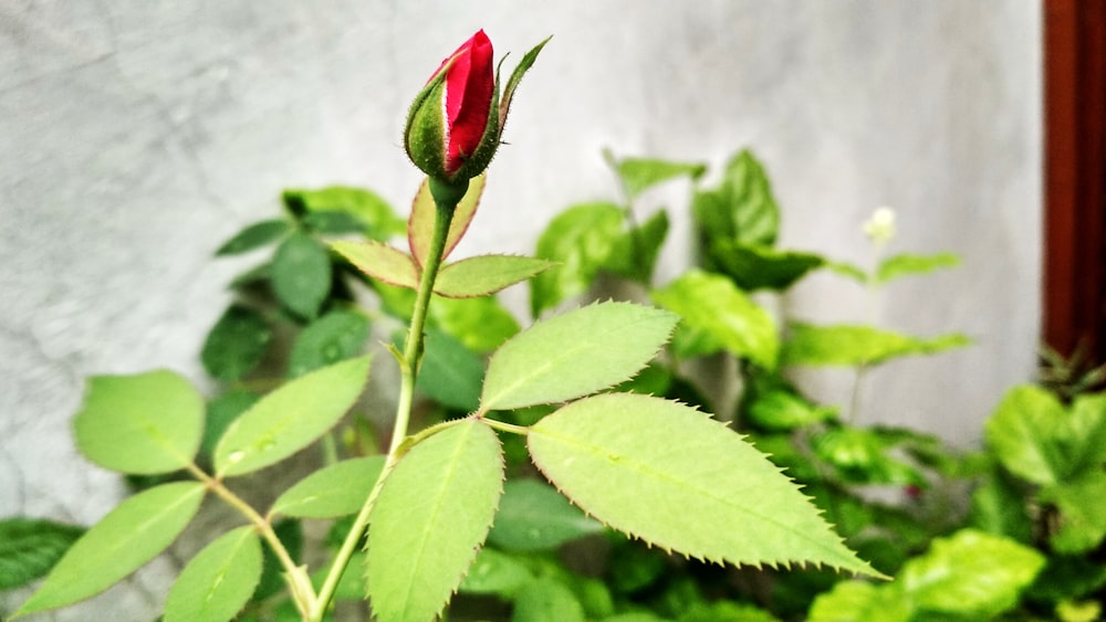 red rose in bloom during daytime