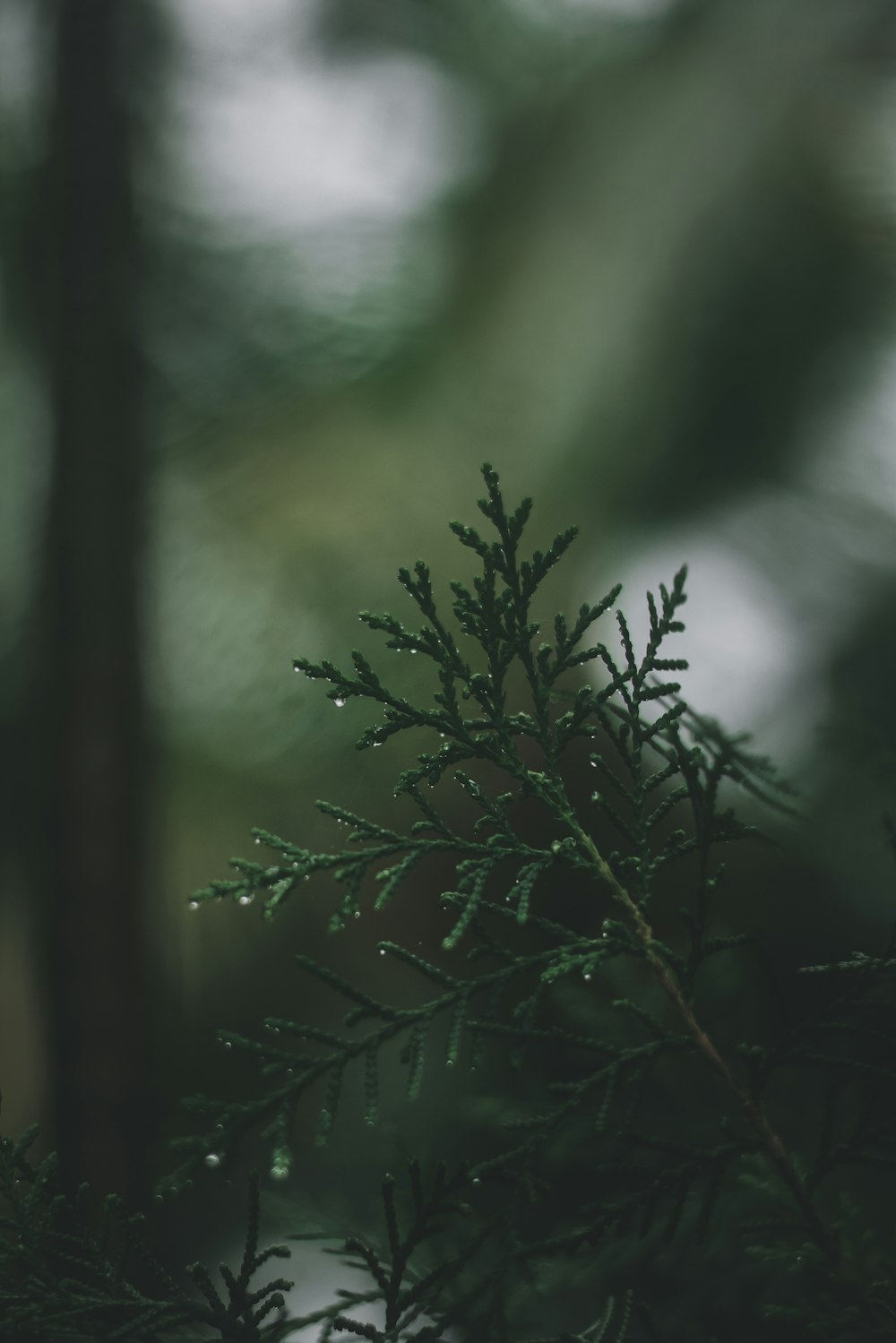 green plant in close up photography