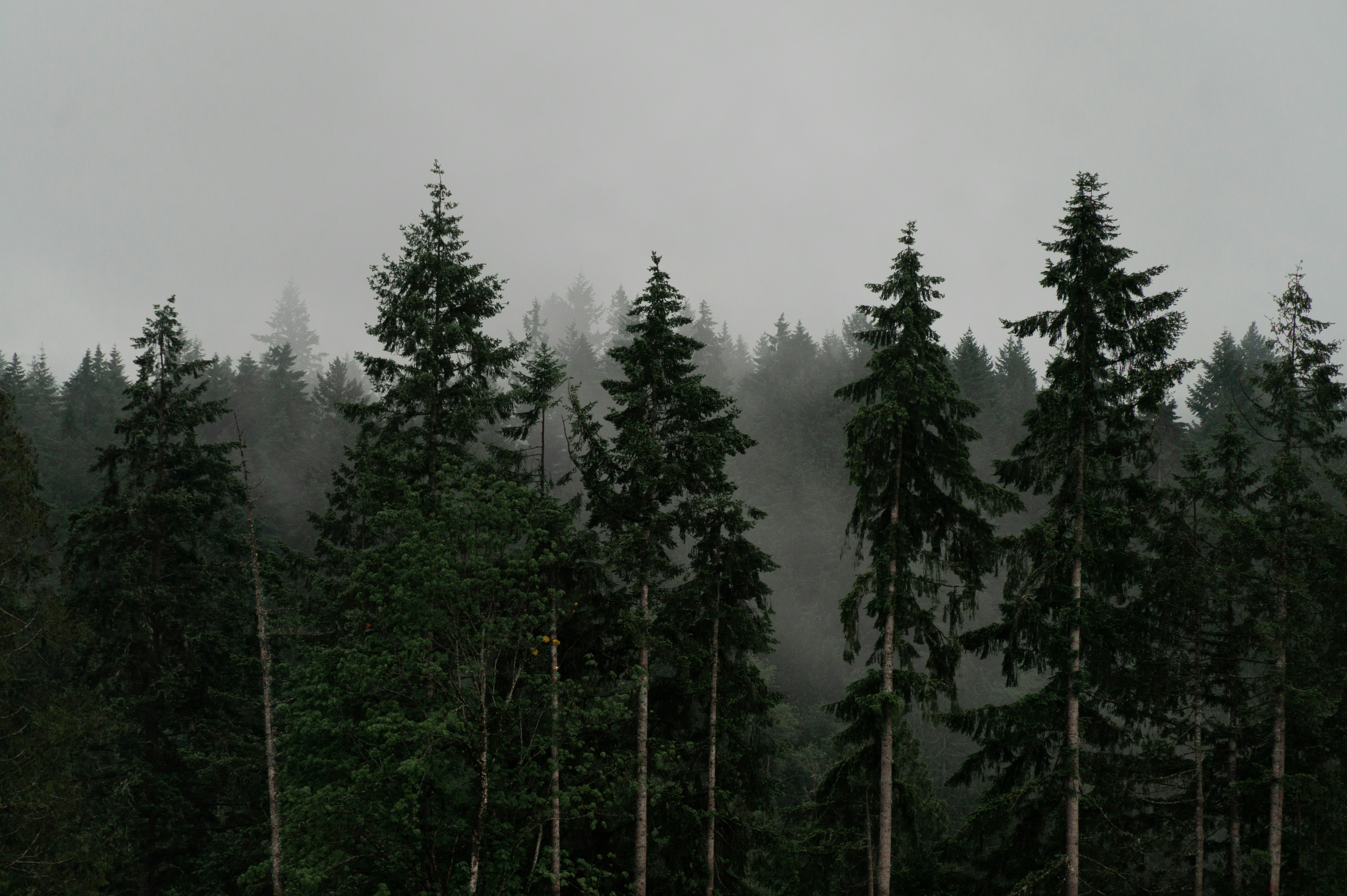 Photo by jeffersonsees