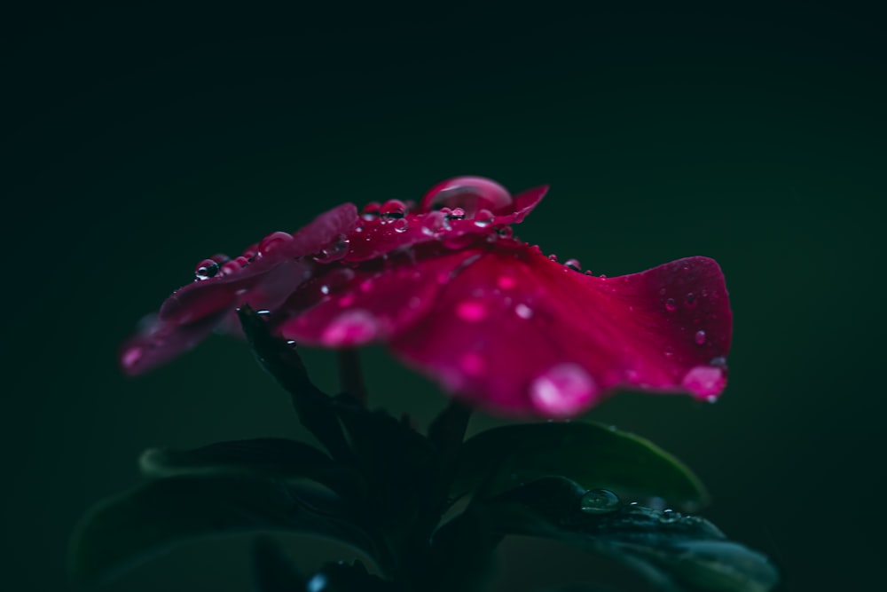 pink flower with water droplets