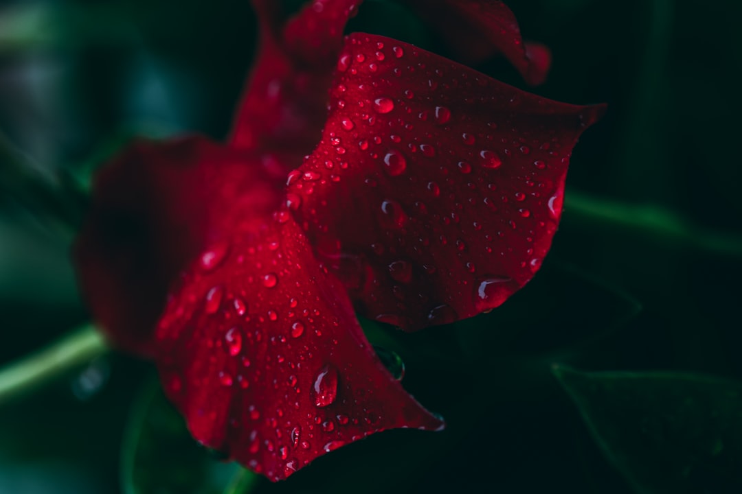mint soil, moisture, red rose with water droplets
