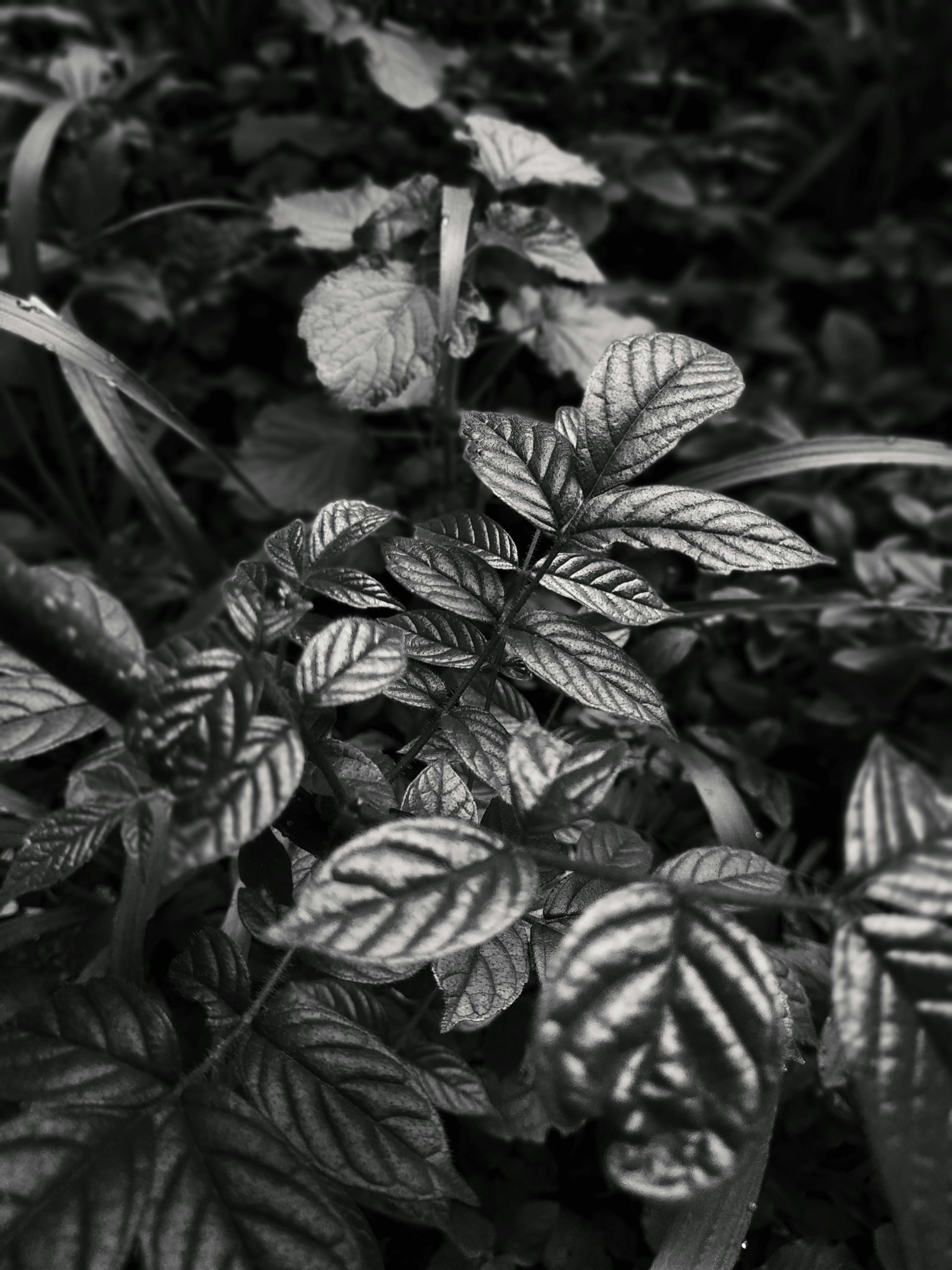 Photo by ashok_bravo