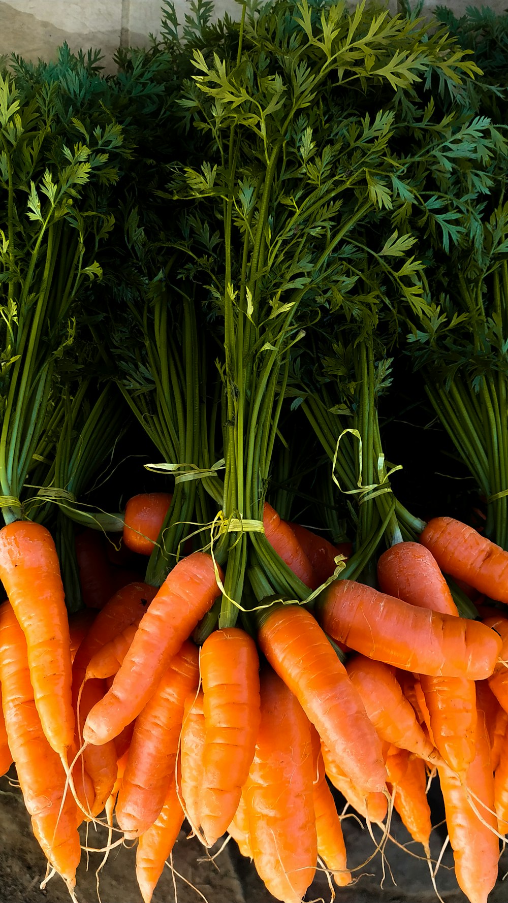 cenouras na grama verde durante o dia