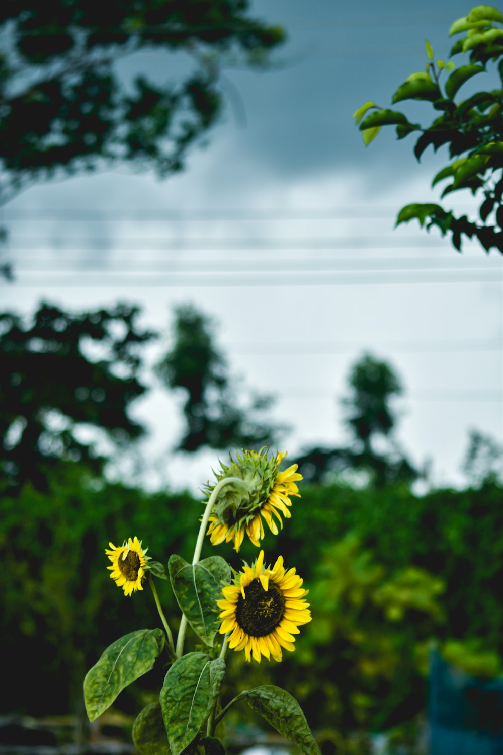 yellow sunflower in close up photography during daytime