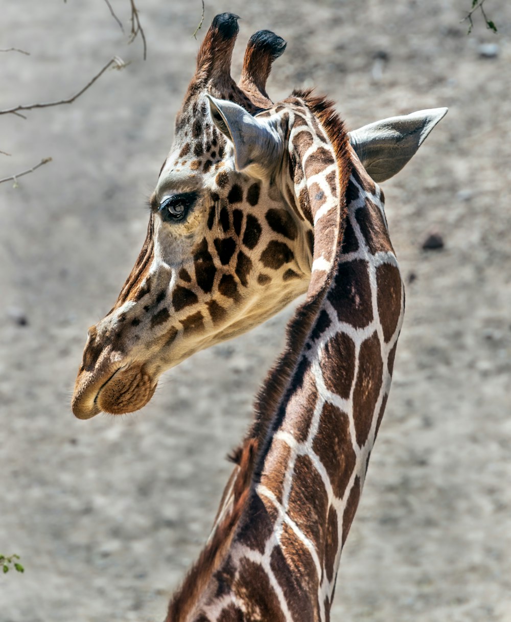 brown and white giraffe on gray ground during daytime