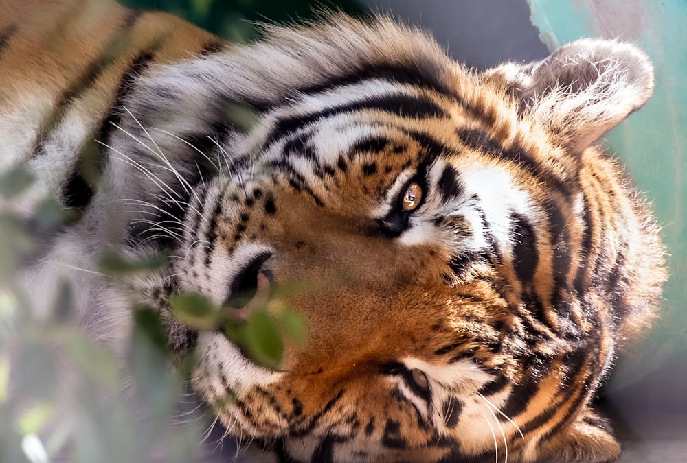 brown and black tiger lying on green grass during daytime