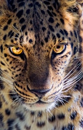 brown and black leopard