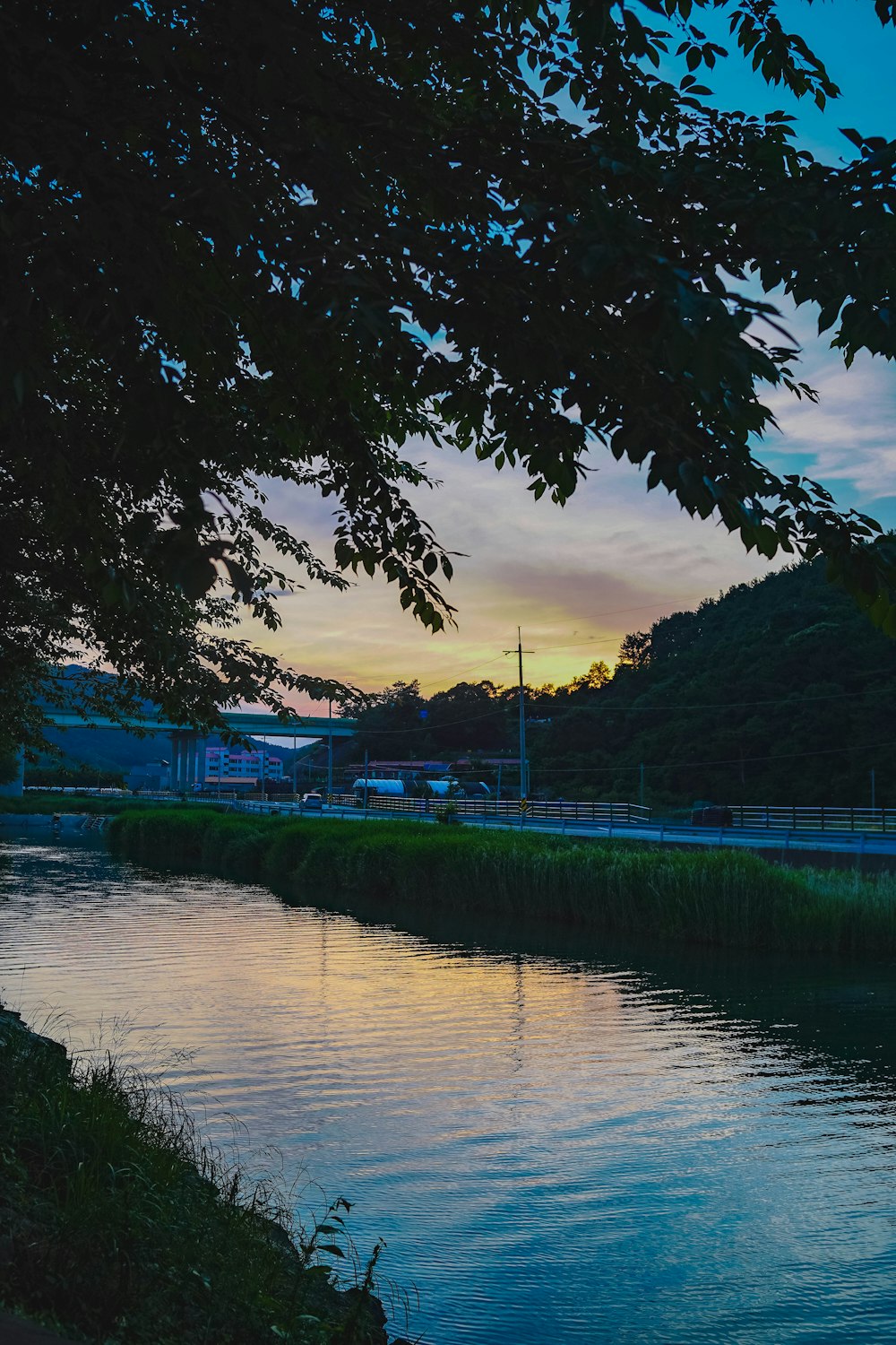 green trees beside river during daytime