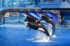 black and white whale in swimming pool during daytime