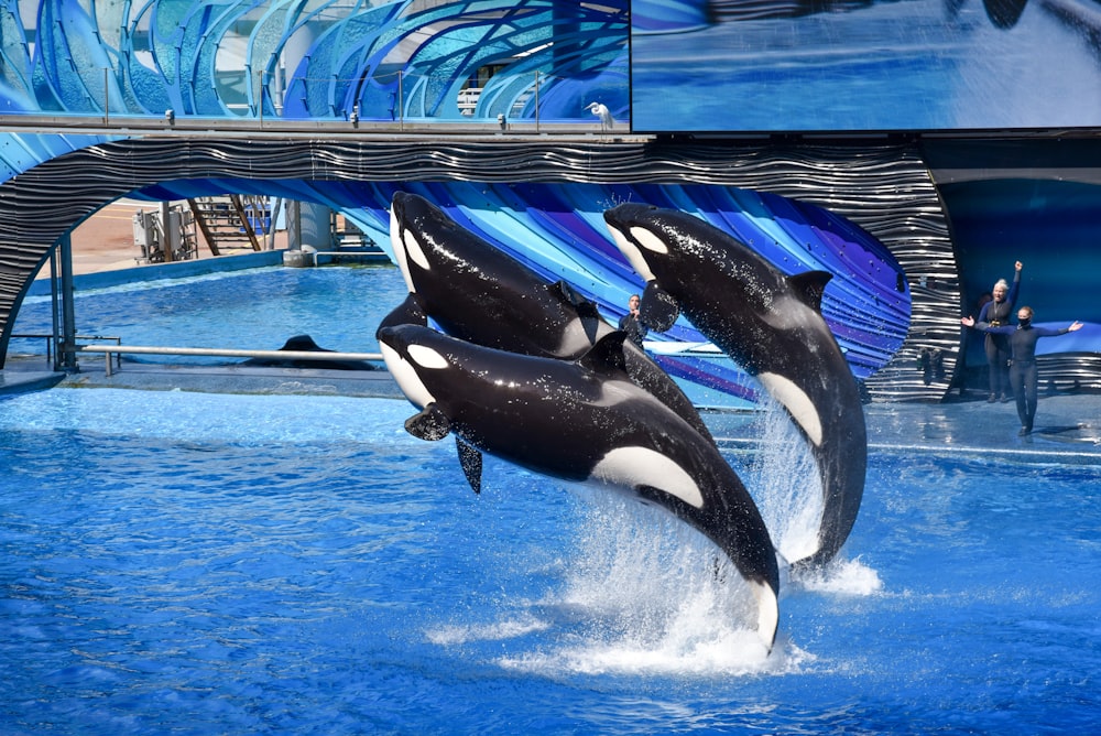 baleia preta e branca na piscina durante o dia