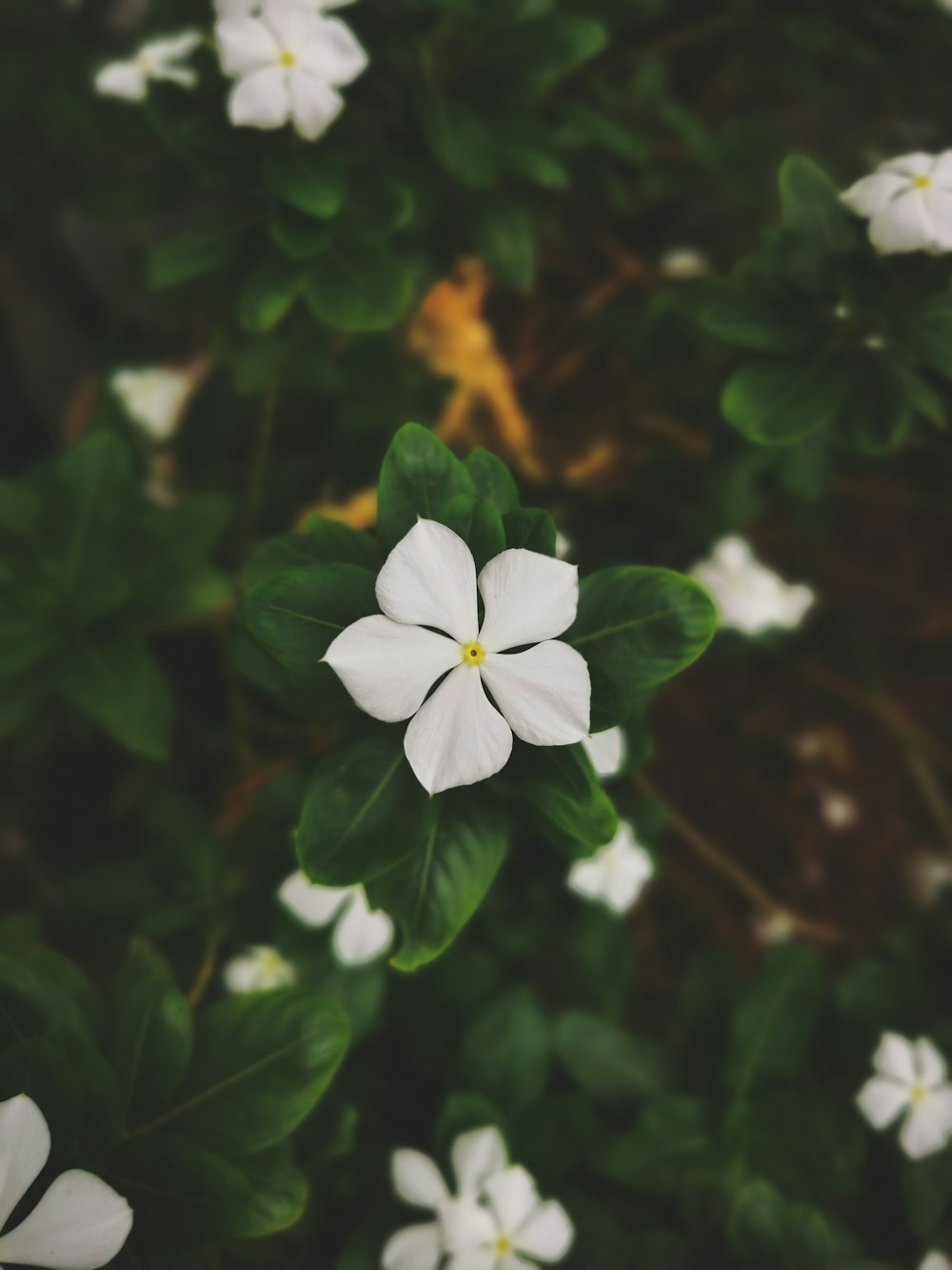 white 5 petaled flower in bloom during daytime