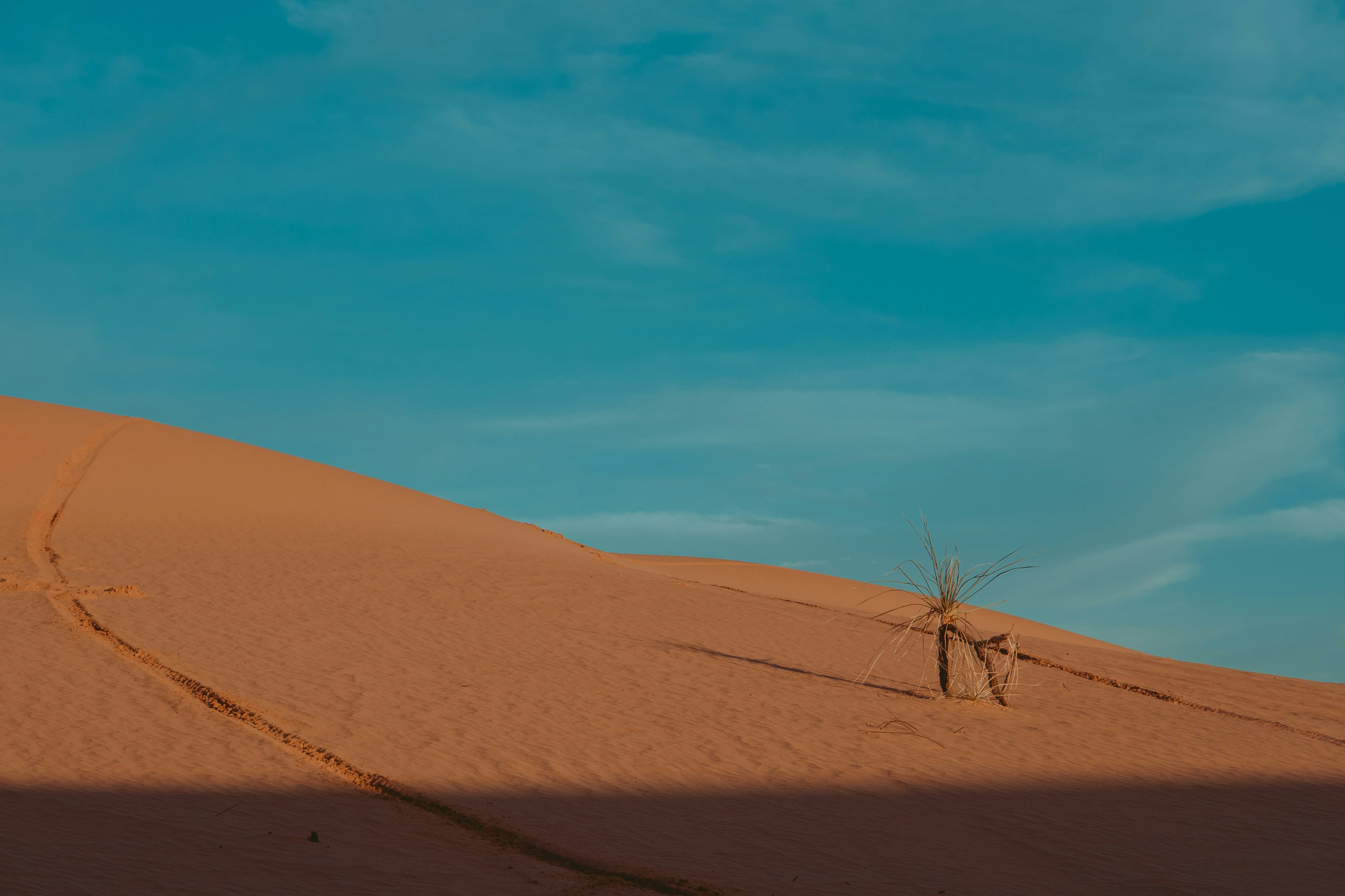 Le sillon d'un passage sur une dune de sable. À côté un palmier timide, cassé, tente de reprendre pied.