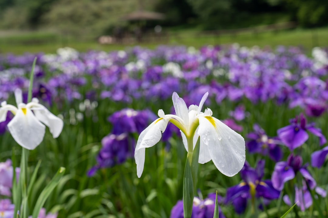 white and purple crocus flower in bloom during daytime