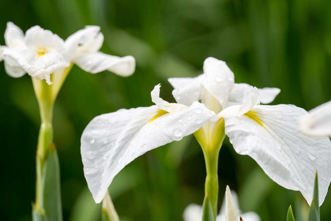 white flower in tilt shift lens