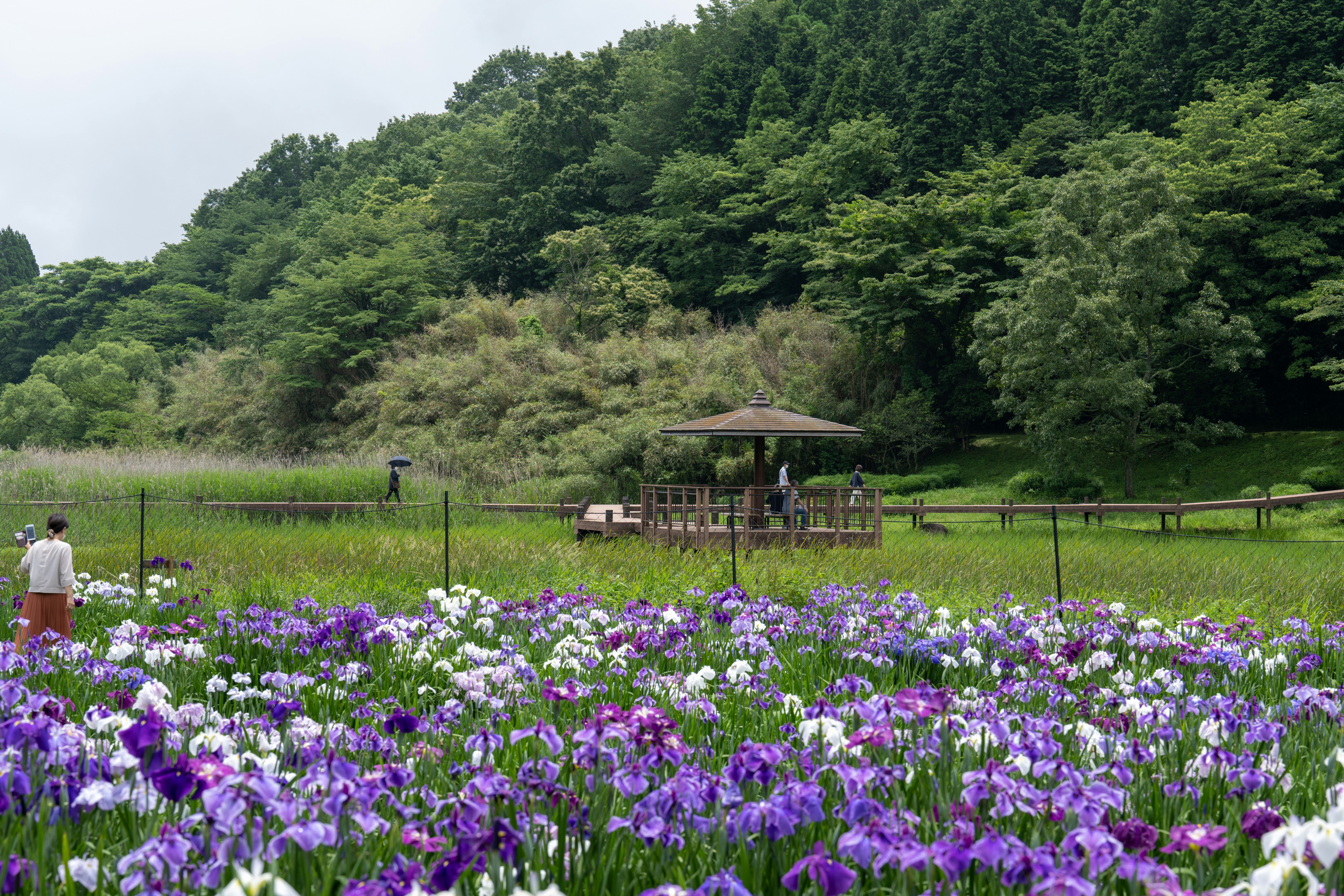 Photo by pafuxu