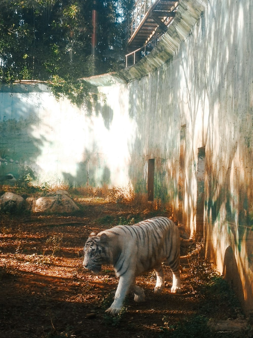 tiger walking on brown dirt