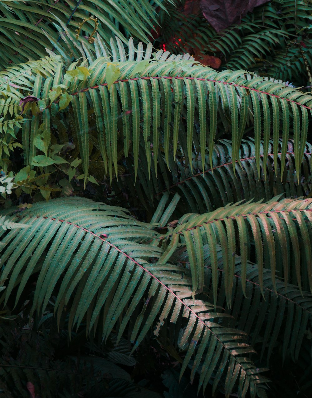 green fern plant during daytime