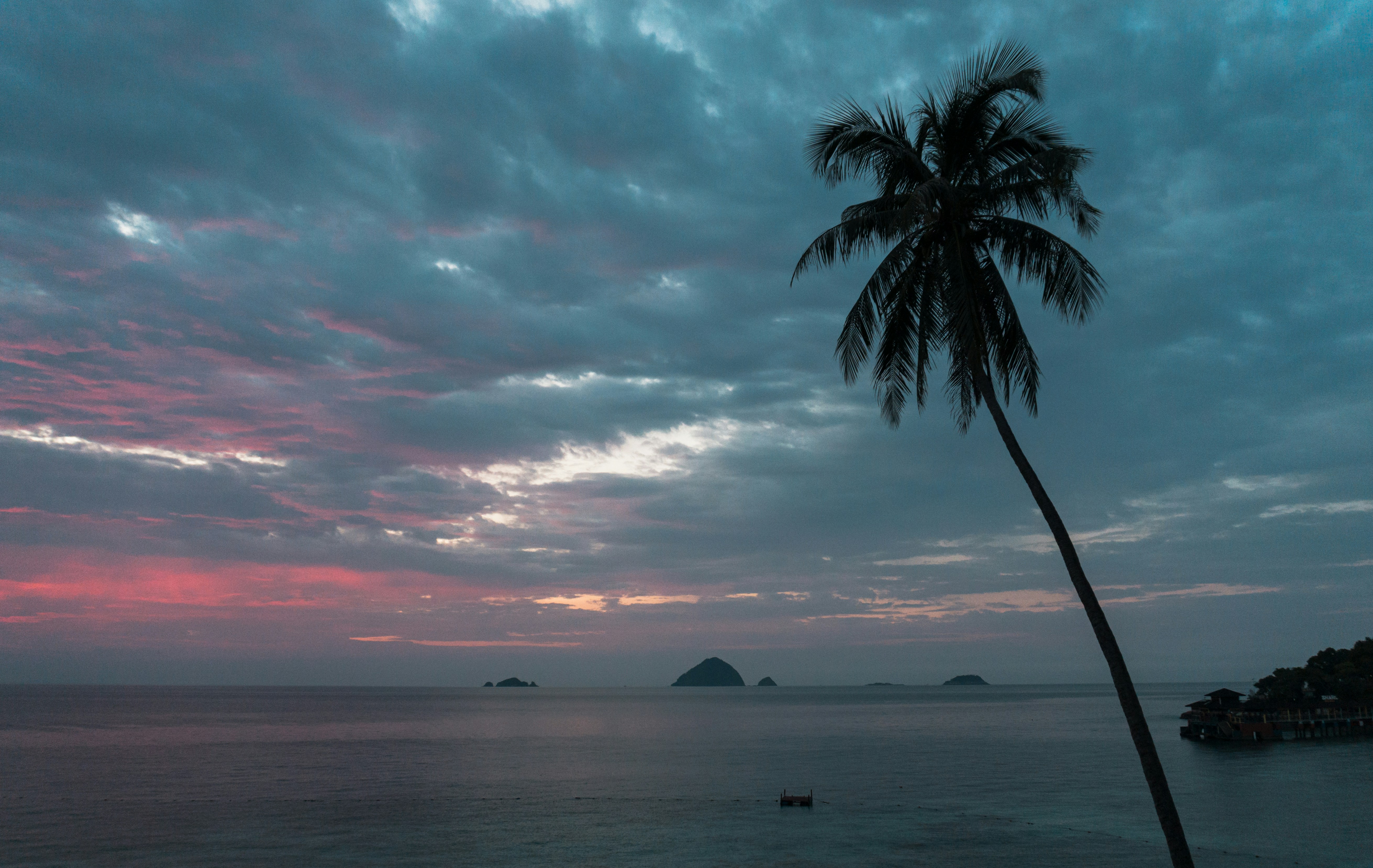 silhouette of palm tree near body of water during sunset