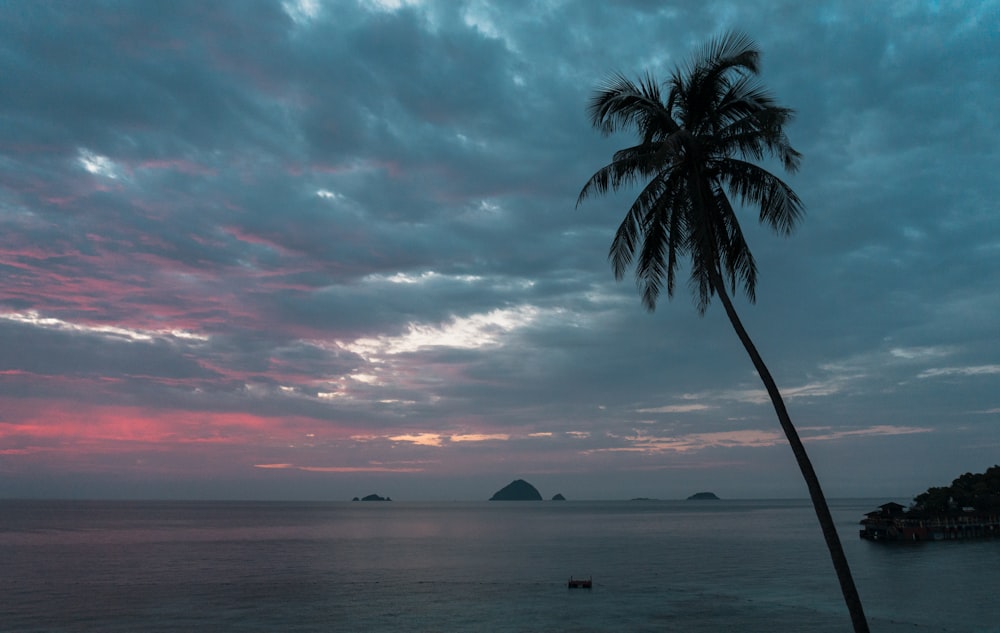 Silhouette einer Palme in der Nähe des Gewässers während des Sonnenuntergangs