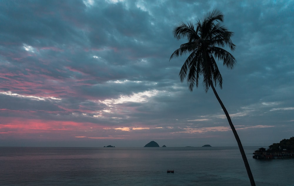 silhouette of palm tree near body of water during sunset