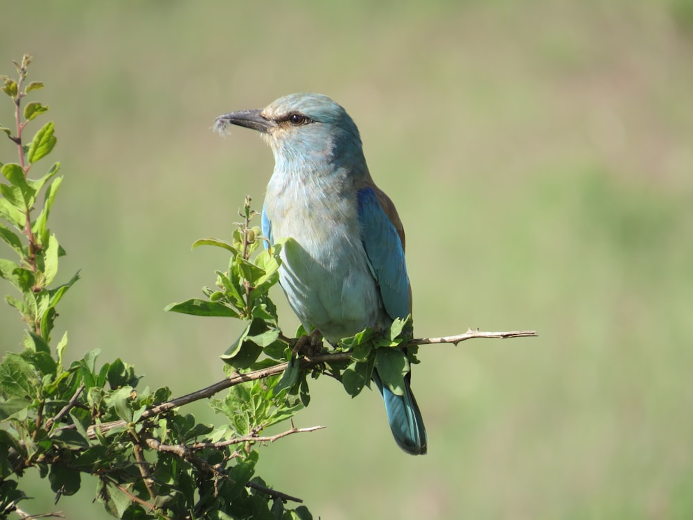 pájaro azul y blanco en la rama de un árbol durante el día
