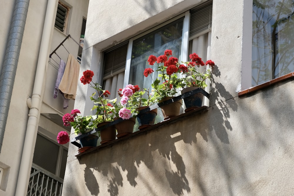 pink and white flowers on black pot