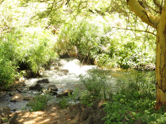 Lush green vegetation next to a stream in Tsavo West