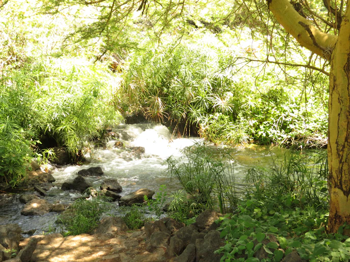 Lush green vegetation next to a stream in Tsavo West