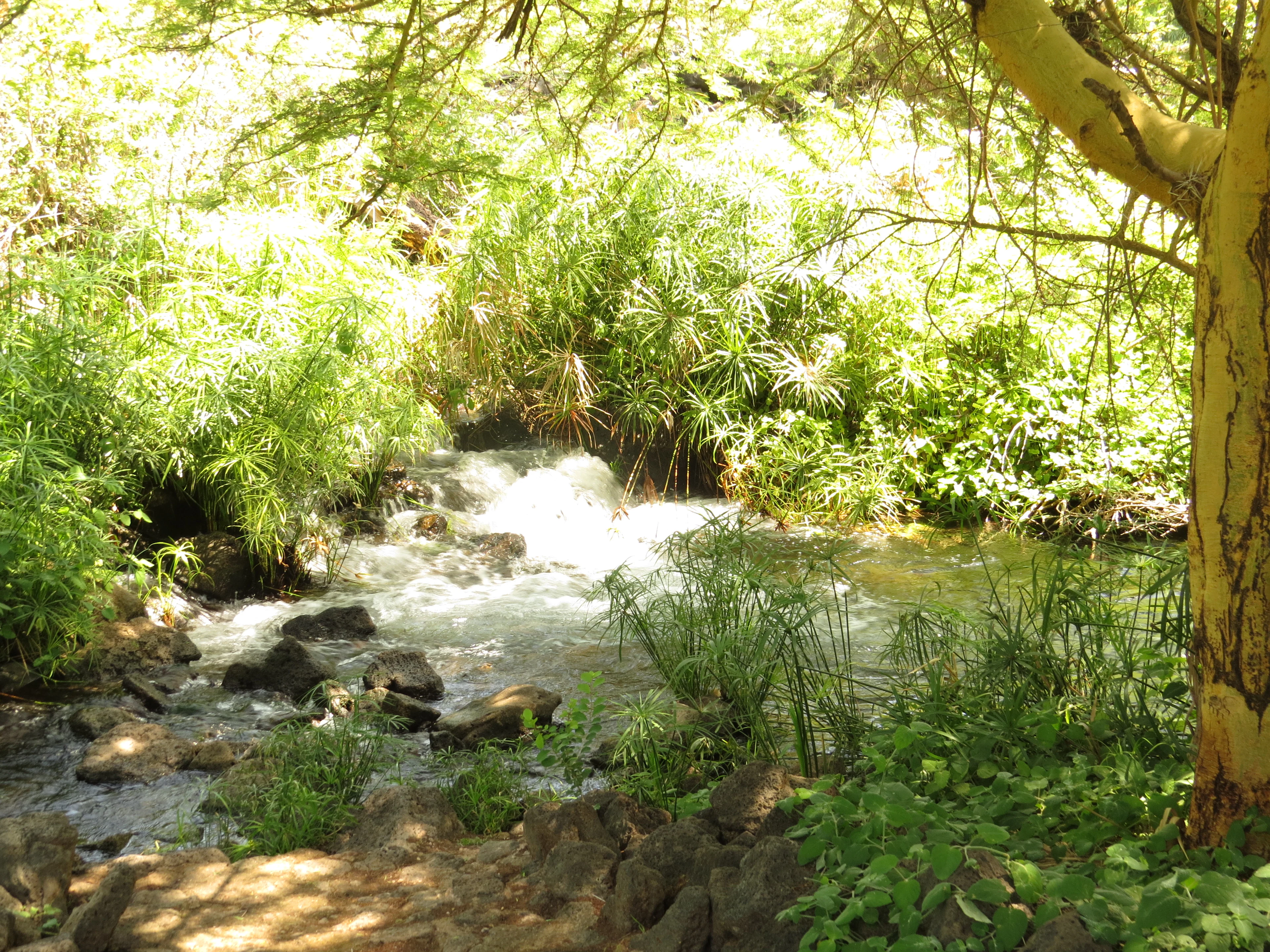 Clear water flowing between green plants and rocks at Mzima Springs in Tsavo West National Park