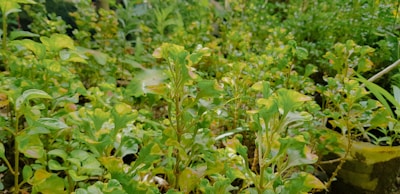 A lush garden densely packed with vibrant green plants, characterized by a variety of leafy foliage. Some leaves have hints of yellow and new growth can be seen among the plants.
