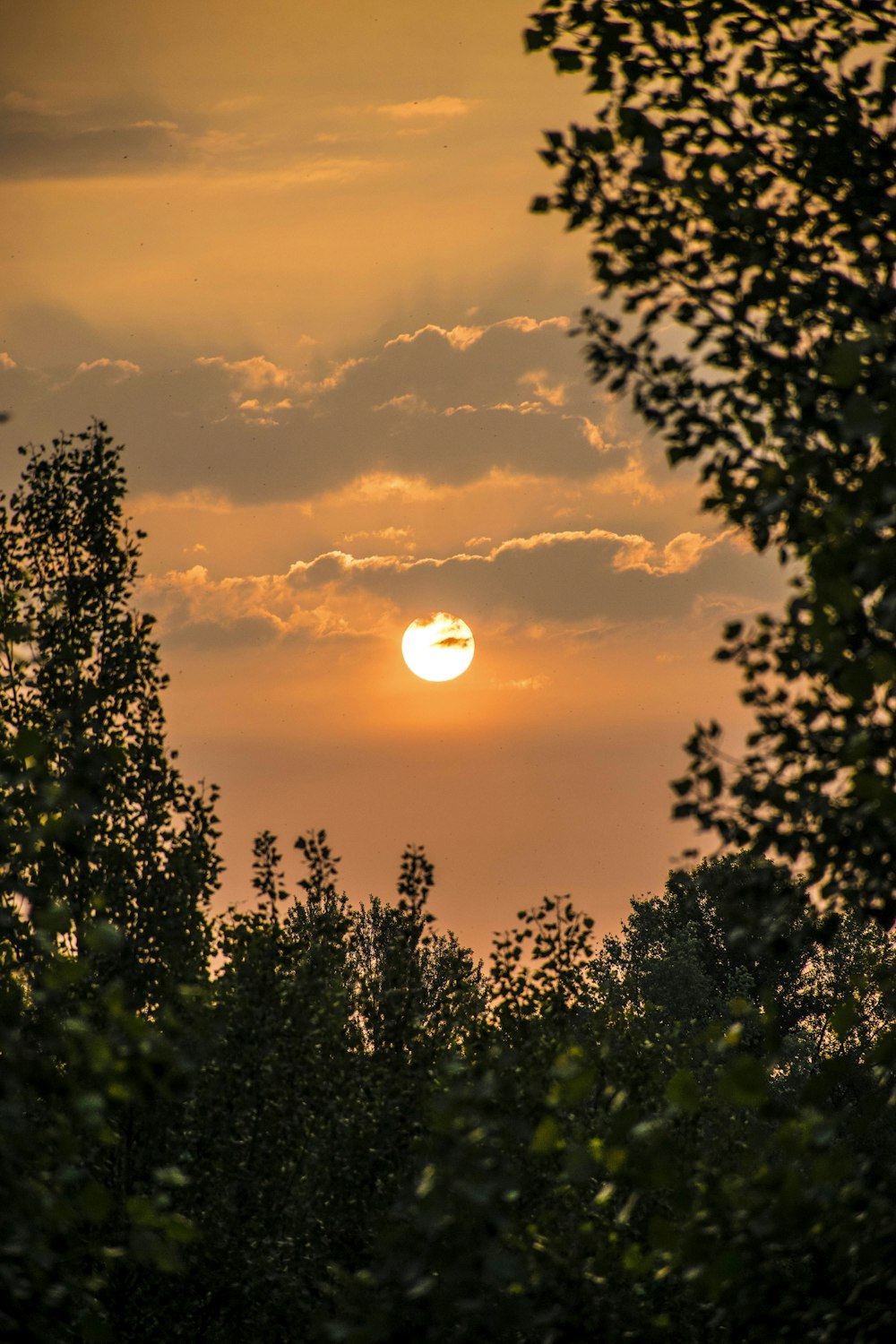 silhouette d’arbres au coucher du soleil