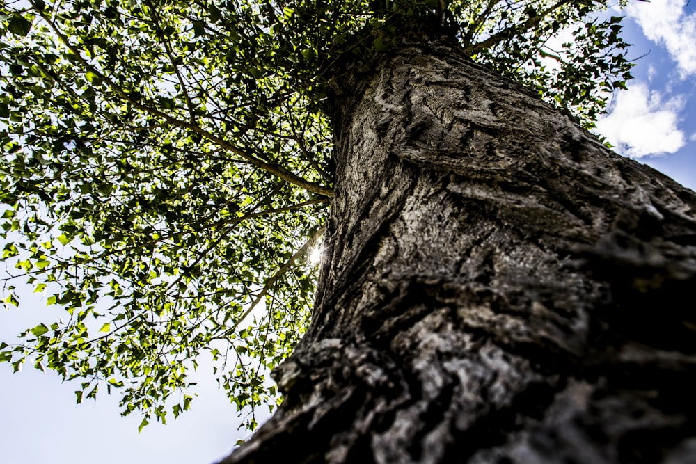 Low-Angle-Fotografie eines grünen Baumes während des Tages
