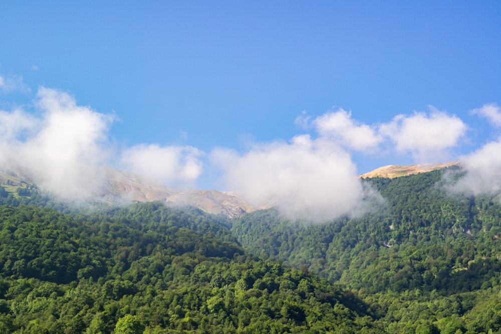 green trees on mountain under blue sky during daytime