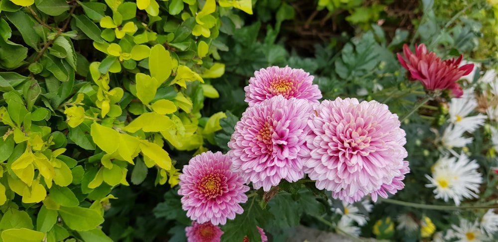 pink and white flowers with green leaves