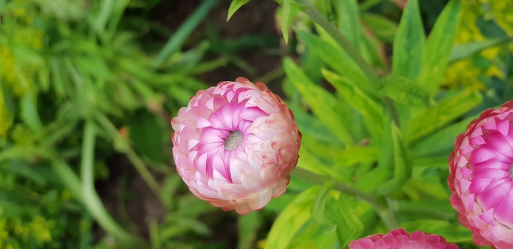 pink and white flower in macro shot