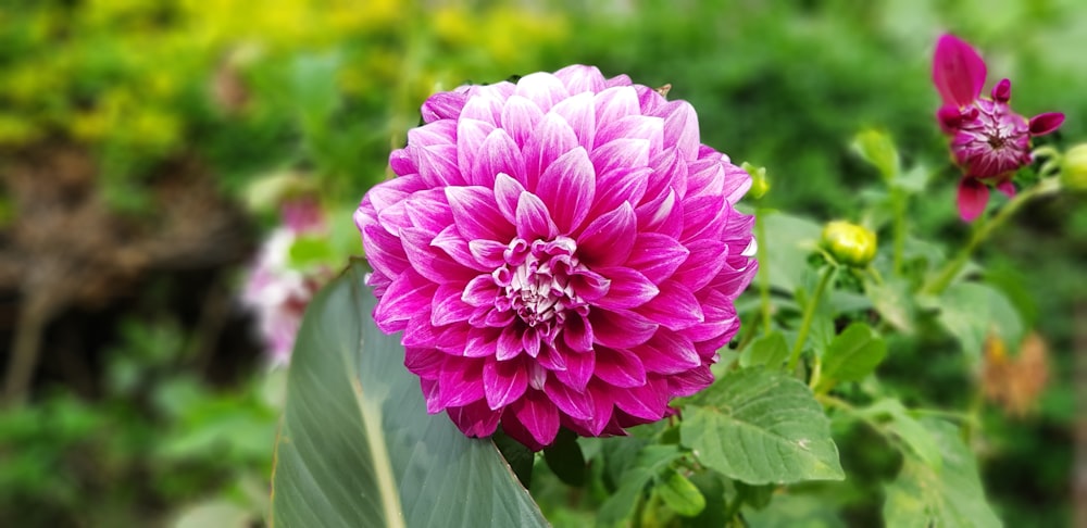 pink flower in tilt shift lens