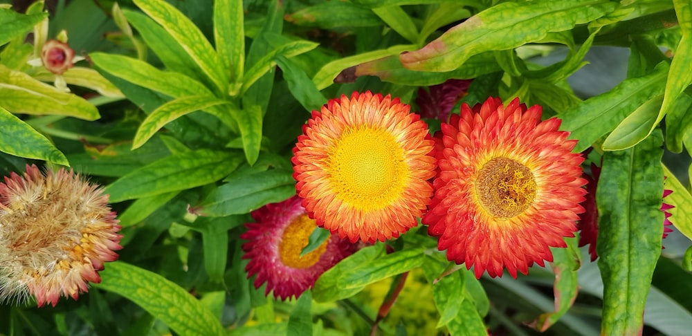 red and yellow flower in bloom