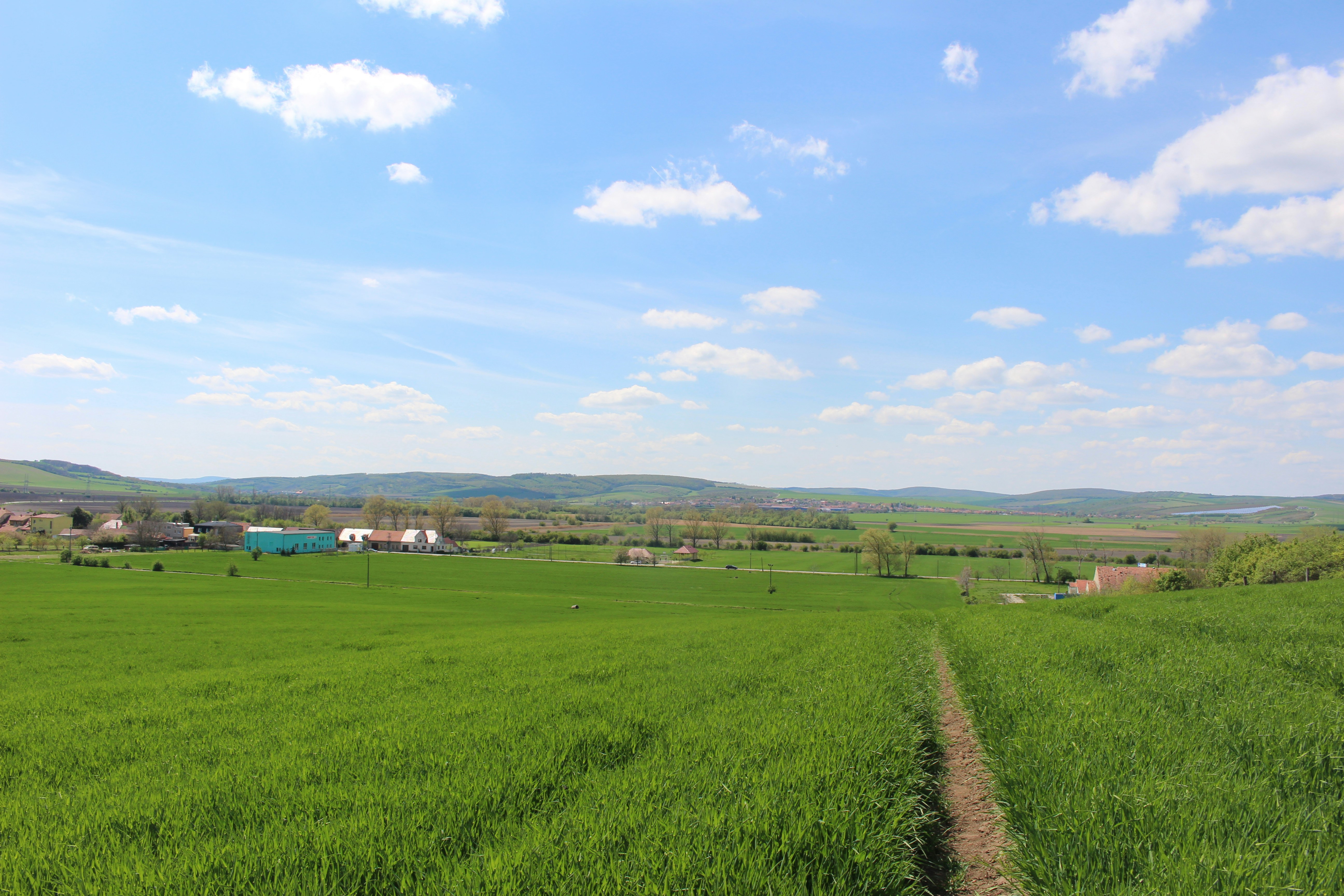 Green grass field under blue sky