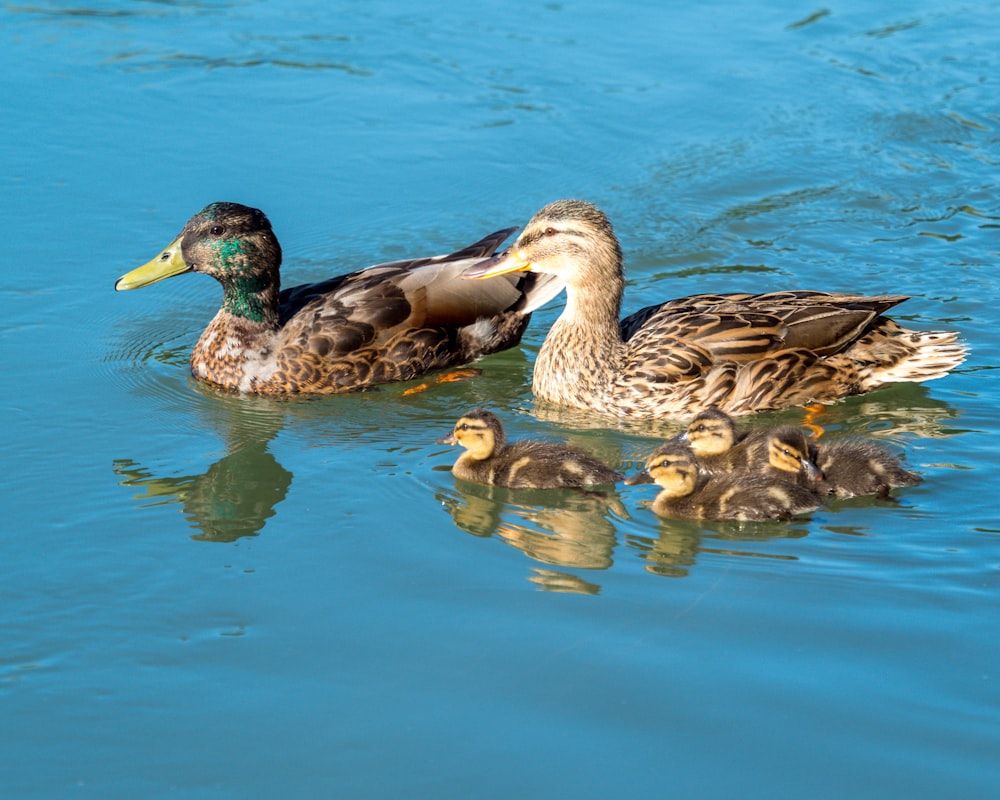 brown and green duck on water